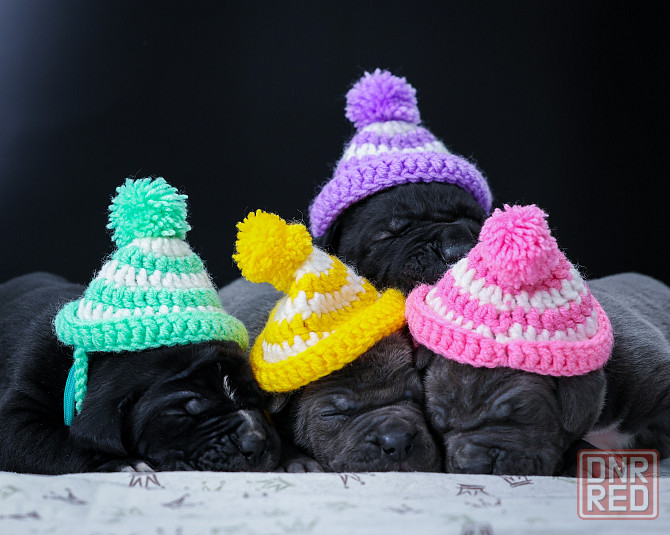 Щенки Кане Корсо Донецк - изображение 1