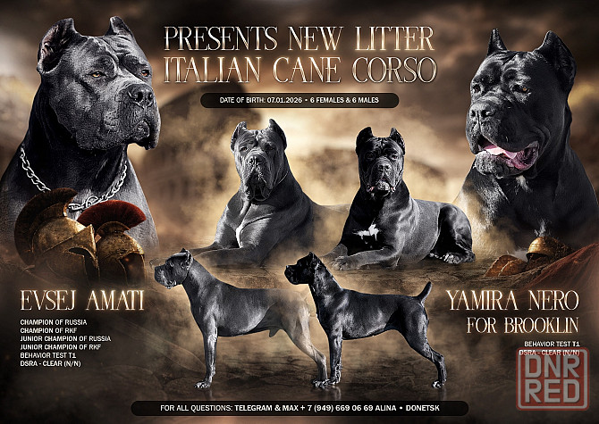 Щенки Кане Корсо Донецк - изображение 2