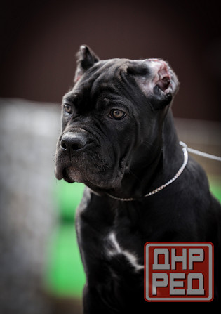 Щенки Кане Корсо Донецк - изображение 1