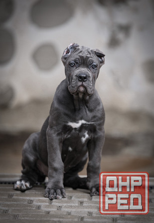 Щенки Кане Корсо Донецк - изображение 5