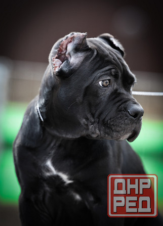 Щенки Кане Корсо Донецк - изображение 2