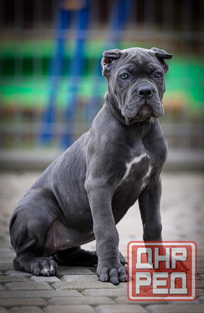 Щенки Кане Корсо Донецк - изображение 3