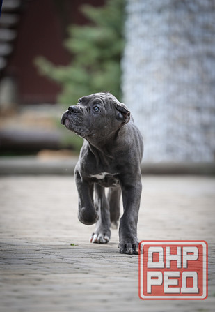 Щенки Кане Корсо Донецк - изображение 6