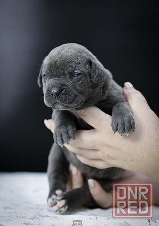 Щенки Кане Корсо Донецк - изображение 3