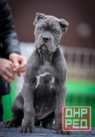 Щенки Кане Корсо Донецк - изображение 4