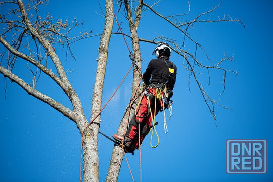 спил деревьев в Горловке Горловка - изображение 1