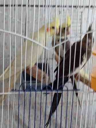 кореллы Харцызск