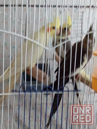 кореллы Харцызск - изображение 1