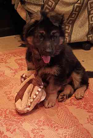 Щенки немцы. Донецк