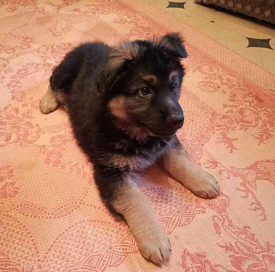 Щенки немцы. Донецк
