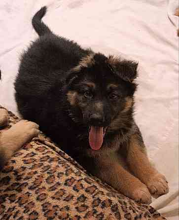 Щенки немцы. Донецк