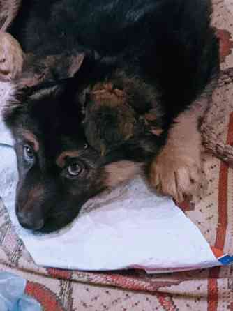 Щенки немцы. Донецк