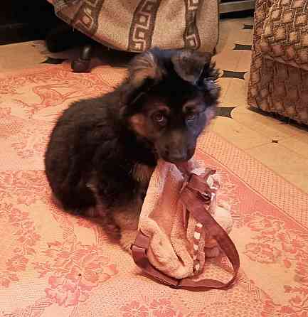 Щенки немцы. Донецк