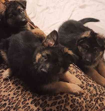 Щенки немцы. Донецк