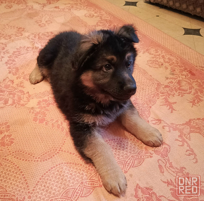Щенки немцы. Донецк - изображение 3