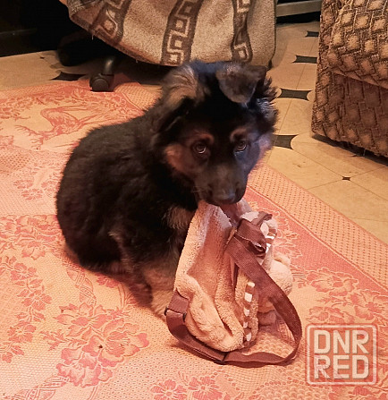 Щенки немцы. Донецк - изображение 2