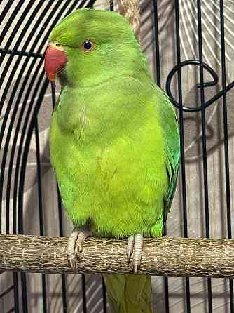 Продам ожерелового попугая Донецк