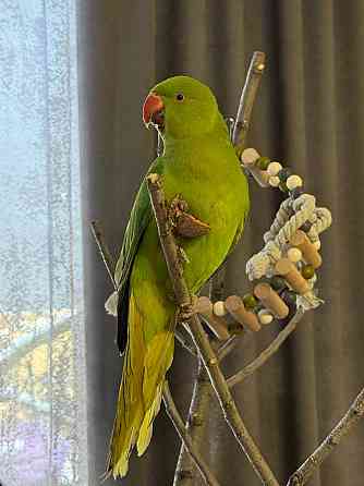 Продам ожерелового попугая Донецк