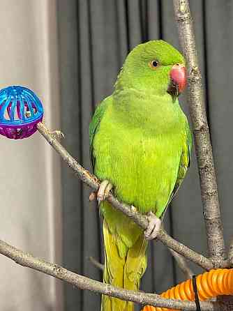 Продам ожерелового попугая Донецк