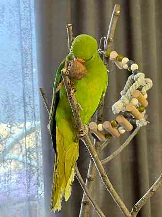 Продам ожерелового попугая Донецк