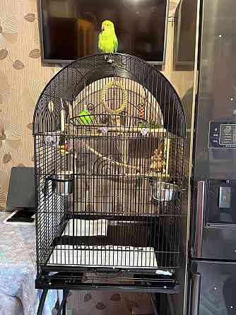 Продам ожерелового попугая Донецк