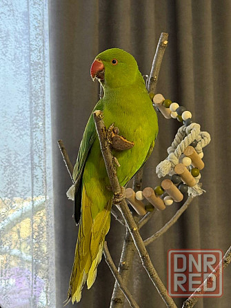 Продам ожерелового попугая Донецк - изображение 2