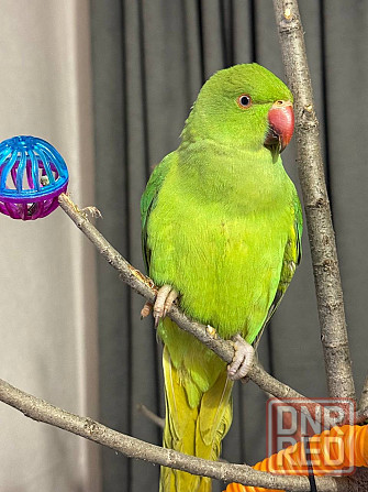 Продам ожерелового попугая Донецк - изображение 1
