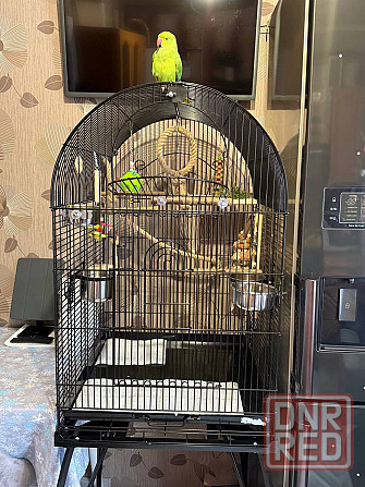 Продам ожерелового попугая Донецк - изображение 5