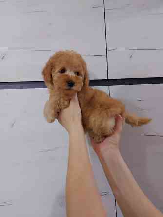 Продаётся щенок той пуделя Донецк