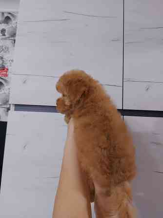 Продаётся щенок той пуделя Донецк