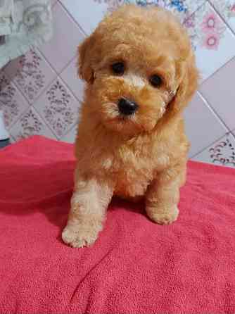 Продаётся щенок той пуделя Донецк