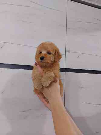 Продаётся щенок той пуделя Донецк