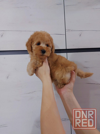 Продаётся щенок той пуделя Донецк - изображение 3