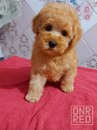 Продаётся щенок той пуделя Донецк - изображение 1