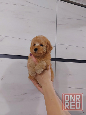 Продаётся щенок той пуделя Донецк - изображение 4