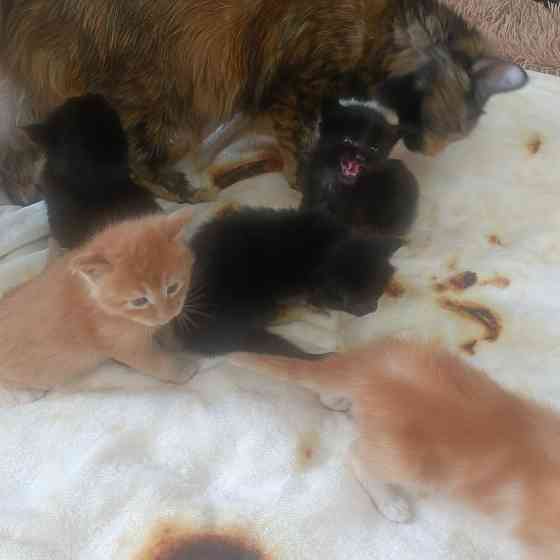 Питомник, Мейн -кун Макеевка