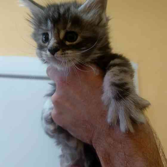 Питомник, Мейн -кун Макеевка