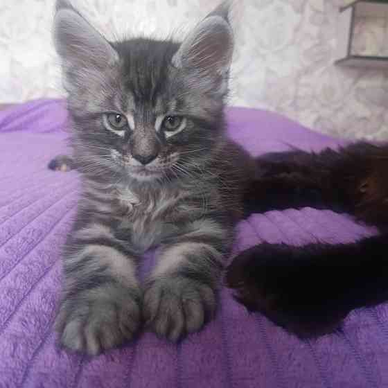 Питомник, Мейн -кун Макеевка