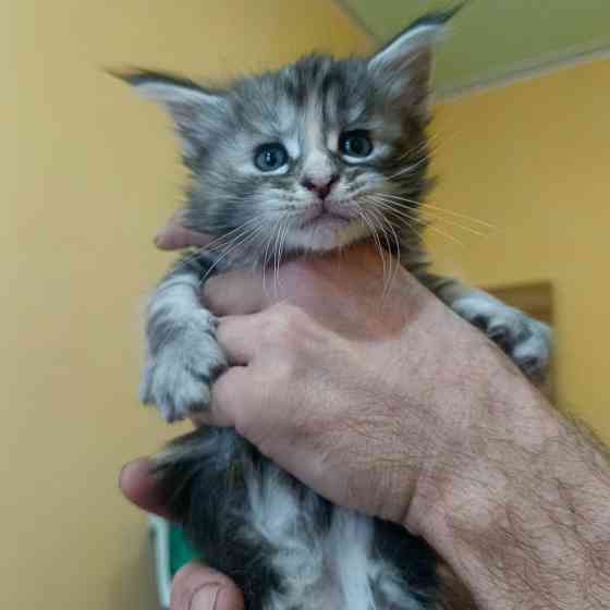 Питомник, Мейн -кун Макеевка