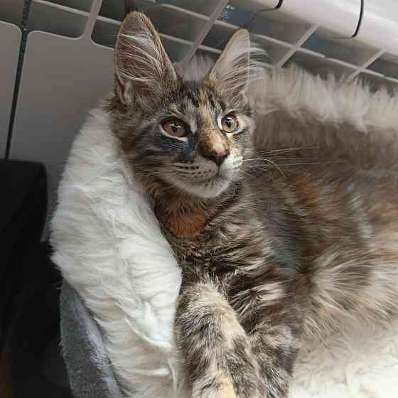 Питомник, Мейн -кун Макеевка