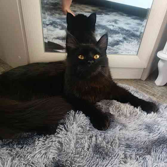 Питомник, Мейн -кун Макеевка