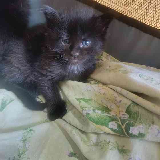 Питомник, Мейн -кун Макеевка