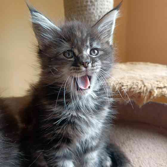 Питомник, Мейн -кун Макеевка