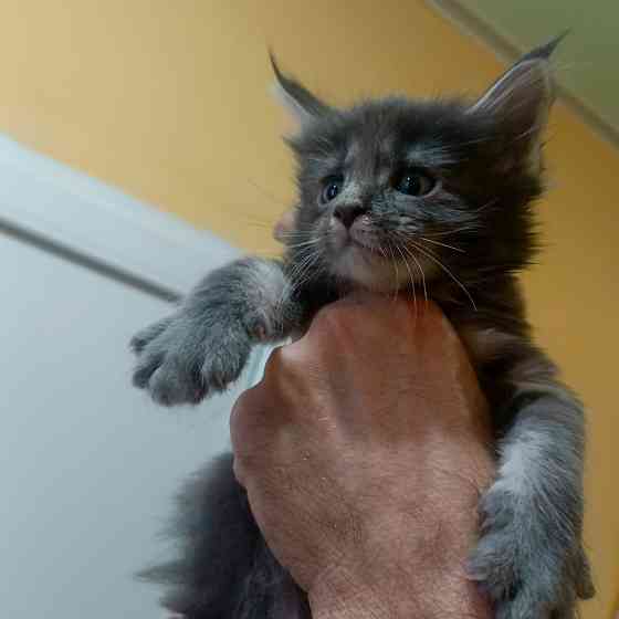 Питомник, Мейн -кун Макеевка