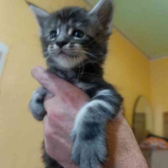 Питомник, Мейн -кун Макеевка