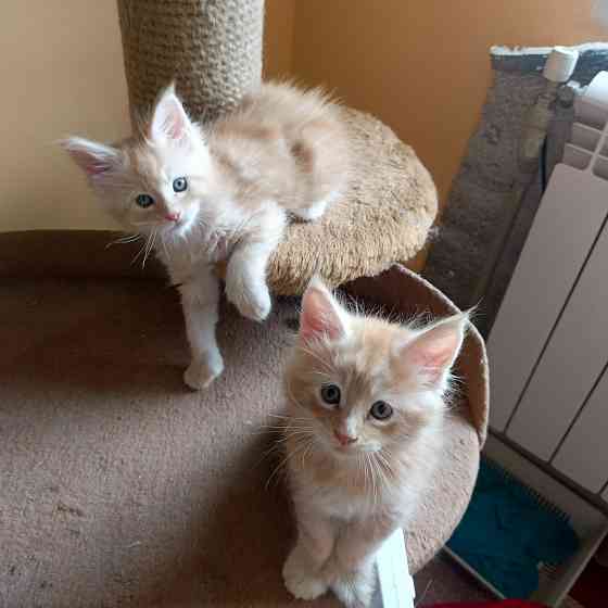 Питомник, Мейн -кун Макеевка