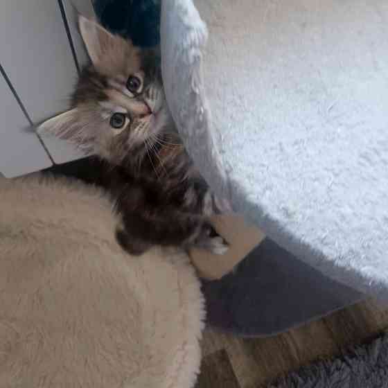 Питомник, Мейн -кун Макеевка