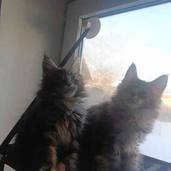 Питомник, Мейн -кун Макеевка