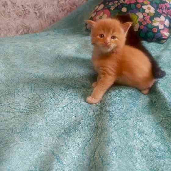 Питомник, Мейн -кун Макеевка