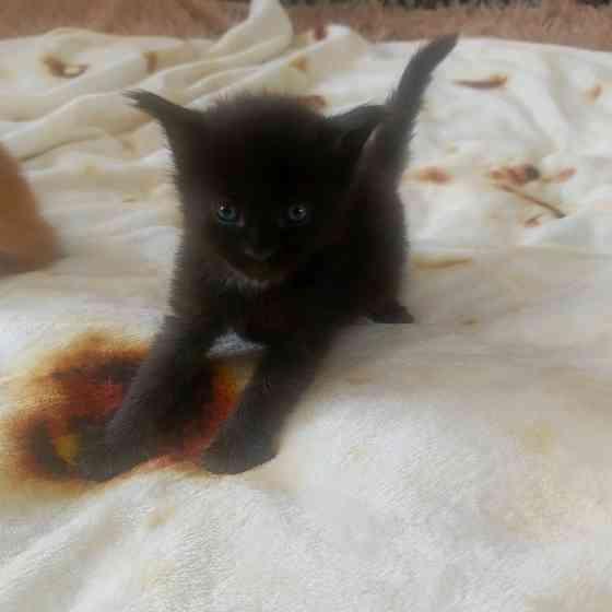 Питомник, Мейн -кун Макеевка